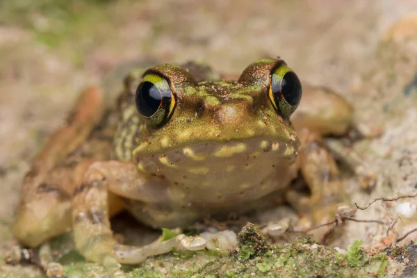 Beautiful Frog Borneo Kinabalu Torrent Frog Macro Image Frog Broneo — стоковое фото