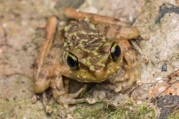 Piękna Żaba Borneo Kinabalu Torrent Frog Makro Obraz Żaby Broneo — Zdjęcie stockowe