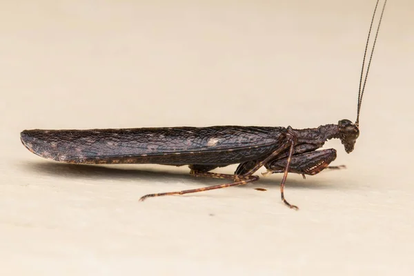 Hermosa Mantis Negra Borneo Primer Plano Mantis Concepto Vida Silvestre —  Fotos de Stock