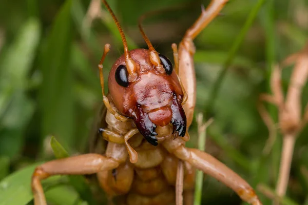 Sabah Borneo Daki Dev Cırcır Böceğinin Doğa Sahnesi Dev Çekirge — Stok fotoğraf