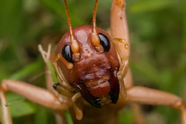 Nature Scene Giant Cricket Sabah Borneo Close Image Giant Cricket — стоковое фото