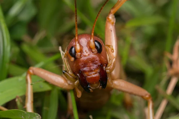 Escena Naturaleza Del Grillo Gigante Sabah Borneo Imagen Cerca Del — Foto de Stock