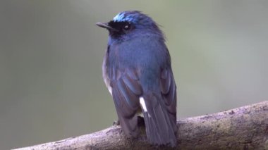 Sabah, Borneo 'da güzel kuş stoğu videosu Indigo Flycatcher' ın (Eumyias indigo) 4K Doğa Görüntüsü