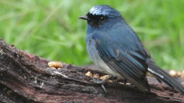 Sabah, Borneo 'da güzel kuş stoğu videosu Indigo Flycatcher' ın (Eumyias indigo) 4K Doğa Görüntüsü