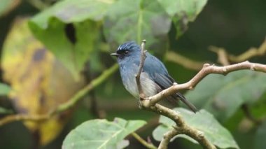 Sabah, Borneo 'da güzel kuş stoğu videosu Indigo Flycatcher' ın (Eumyias indigo) 4K Doğa Görüntüsü