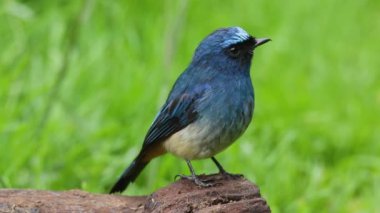 Sabah, Borneo 'da güzel kuş stoğu videosu Indigo Flycatcher' ın (Eumyias indigo) 4K Doğa Görüntüsü