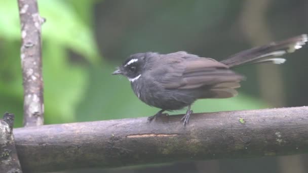 Zapis Ptaków Dzikiej Przyrody Borneo Sabah Malezja — Wideo stockowe