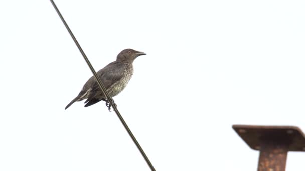 Filmación Pájaro Asiático Brillante Starlings Pie Cable Eléctrico — Vídeos de Stock