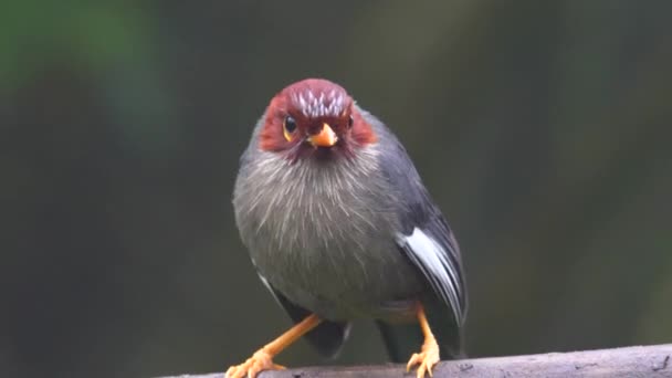 Natura Dzika Przyroda Materiał Filmowy Ptak Kasztana Zakapturzony Śmiech Pleśniawka — Wideo stockowe