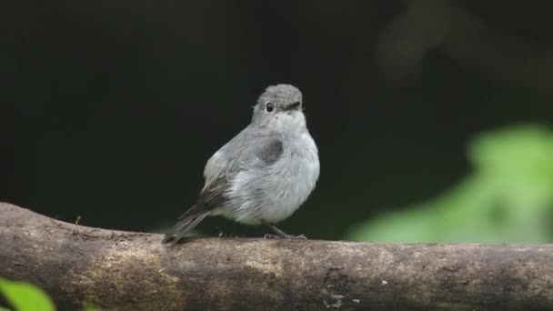 Filmación Naturaleza Especies Aves Silvestres Little Pied Flycatcher Que Encuentra — Vídeos de Stock