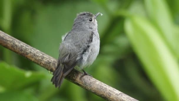 Filmación Naturaleza Especies Aves Silvestres Little Pied Flycatcher Que Encuentra — Vídeos de Stock