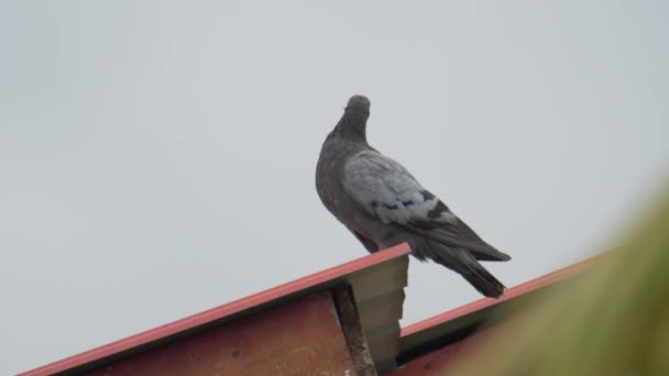 Görüntü Güvercin Kuşu House Roft Üstünde Duruyor — Stok video