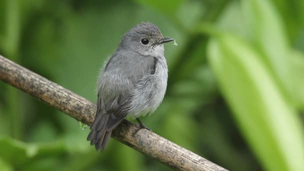 Filmación Naturaleza Especies Aves Silvestres Little Pied Flycatcher Que Encuentra — Vídeo de stock