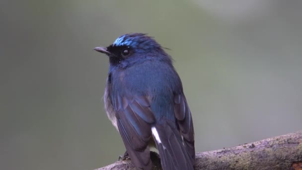 생태계 사진아름다운 인디고 Flycatcher 보르네오 사바에 있는에우 인디고 — 비디오