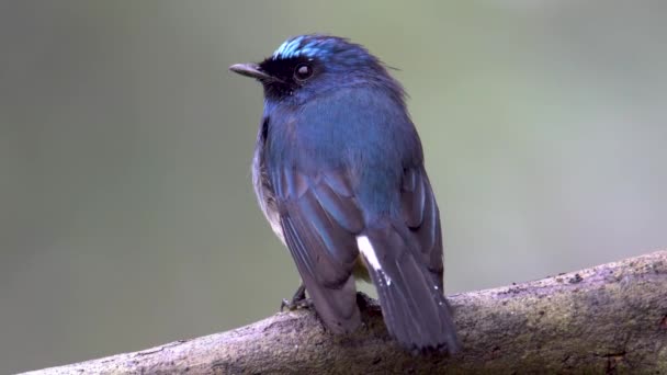 Nature Wildlife Footage Pretty Bird Stock Videoindigo Flycatcher Eumyias Indigo — стокове відео