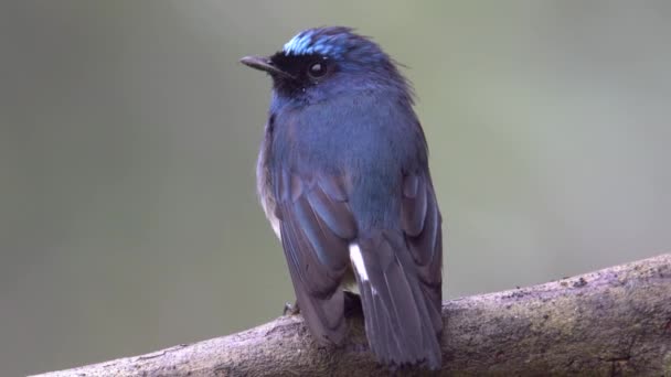 Nature Wildlife Footage Beautiful Bird Stock Videoindigo Flycatcher Eumyias Indigo — Vídeo de stock