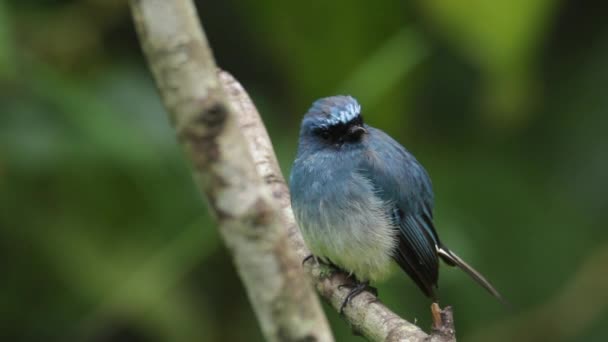 생태계 사진아름다운 인디고 Flycatcher 보르네오 사바에 있는에우 인디고 — 비디오