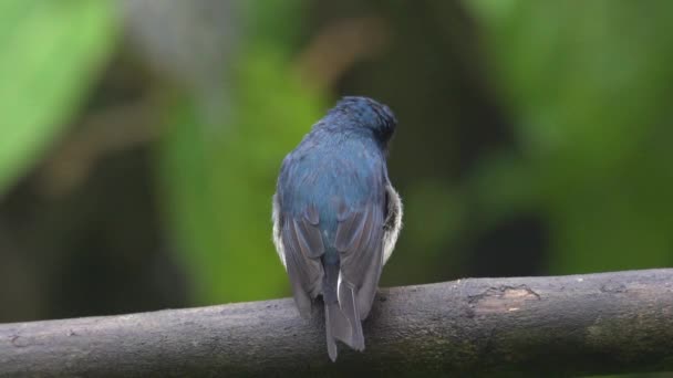 4K婆罗洲沙巴美丽鸟类种群视频 红宝石捕猎者 的野生动物视频 — 图库视频影像