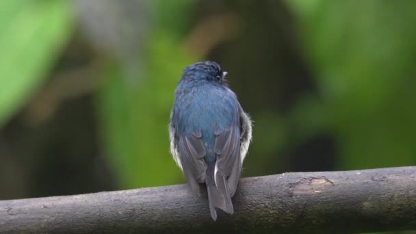 Naturbilder Vackra Fåglar Stockvideo Indigo Flycatcher Eumyias Indigo Sabah Borneo — Stockvideo