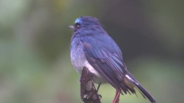 Sabah, Borneo 'da güzel kuş stoğu videosu Indigo Flycatcher' ın (Eumyias indigo) 4K Doğa Görüntüsü