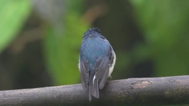 Naturbilder Vackra Fåglar Stockvideo Indigo Flycatcher Eumyias Indigo Sabah Borneo — Stockvideo