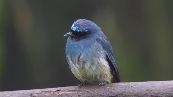 Sabah Borneo Güzel Kuş Stoğu Videosu Indigo Flycatcher Eumyias Indigo — Stok video