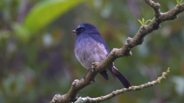 생태계 사진아름다운 인디고 Flycatcher 보르네오 사바에 있는에우 인디고 — 비디오