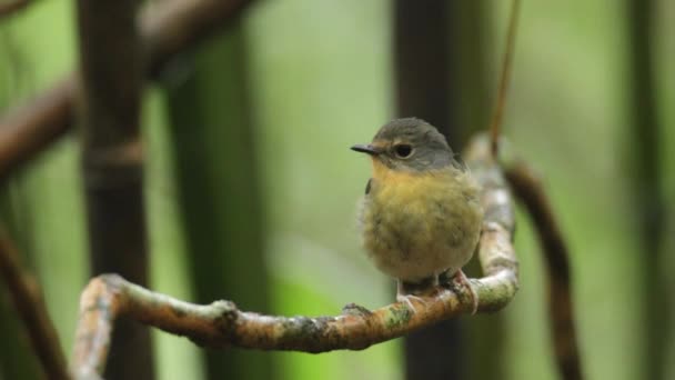 Doğa Görüntüsü Karlı Kaşlı Kuş Türleri Borneo Sabah Malezya Bulunan — Stok video