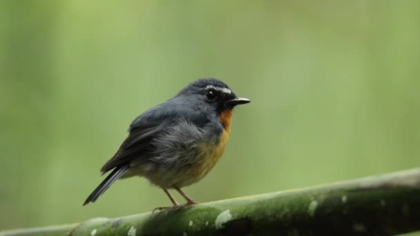 Natural Wildlife Bird Snowy Browed Flycatcher Perch Branch Borneo Sabah — 비디오