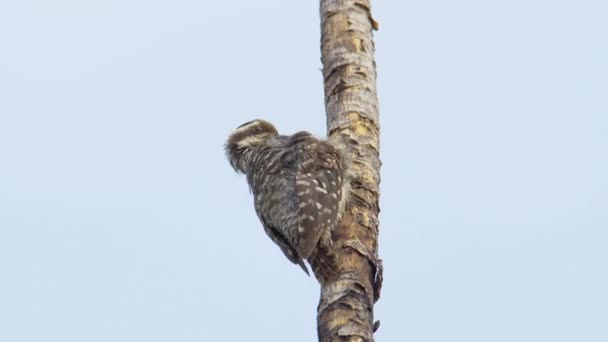 Footage Brown Capped Burung Pelatuk Atas Pohon — Stok Video