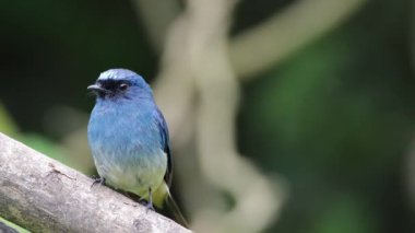 Sabah, Borneo 'da güzel kuş stoğu videosu Indigo Flycatcher' ın (Eumyias indigo) 4K Doğa Görüntüsü