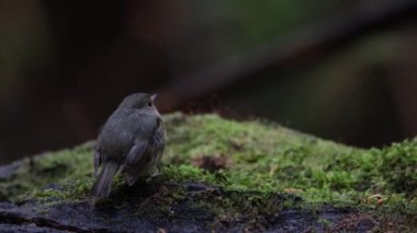 4K Doğa Görüntüsü Karlı Kaşlı Kuş türleri Borneo, Sabah, Malezya 'da bulunan dalda sinekkapan tüneği.