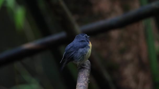 Footage Nature Vadon Élő Madárfajok Havas Böngészésű Légycsapó Üreg Ágon — Stock videók