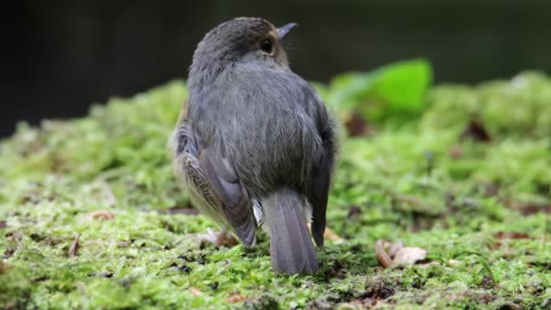 Natural Wildlife Bird Snowy Browed Flycatcher Perch Branch Borneo Sabah — 비디오