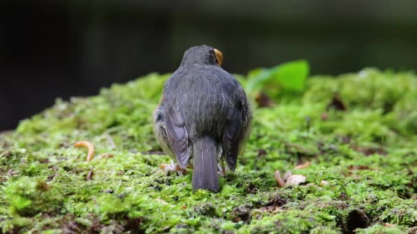 Footage Nature Wildlife Bird Species Snowy Browed Flycatcher Perch Branch — Stock Video