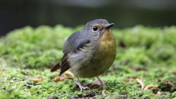 Natural Wildlife Bird Snowy Browed Flycatcher Perch Branch Borneo Sabah — 비디오