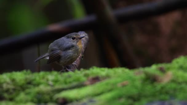 Natural Wildlife Bird Snowy Browed Flycatcher Perch Branch Borneo Sabah — 비디오