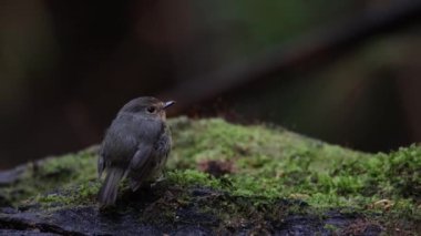 4K Doğa Görüntüsü Karlı Kaşlı Kuş türleri Borneo, Sabah, Malezya 'da bulunan dalda sinekkapan tüneği.
