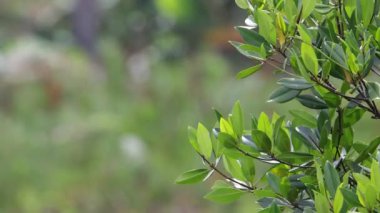 Doğanın bulanık arkaplanlı Güzel Yeşil Yapraklar