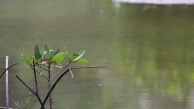 Doğanın bulanık arkaplanlı Güzel Yeşil Yapraklar