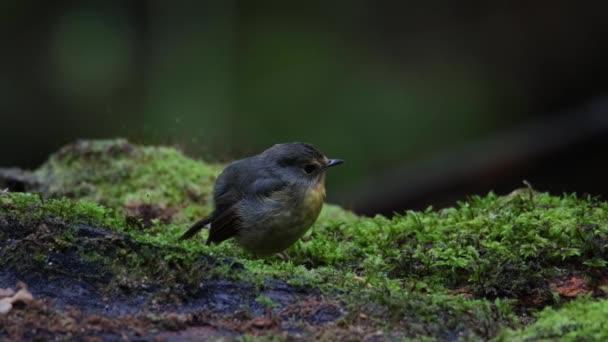 Doğa Görüntüsü Karlı Kaşlı Kuş Türleri Borneo Sabah Malezya Bulunan — Stok video