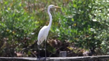 Sığır Akbalıkçıl kuşu Kota Kinabalu, Sabah, Malezya 'daki sulak arazi merkezinde. Sığır balıkçıl kuşu ürperiyor.