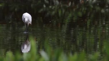 Sığır Akbalıkçıl kuşu Kota Kinabalu, Sabah, Malezya 'daki sulak arazi merkezinde. Sığır balıkçıl kuşu ürperiyor.