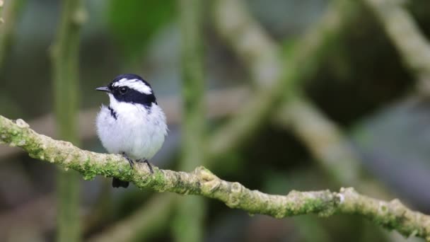 Natur Schöner Vogel Steht Auf Bäumen Brunches Footage Nature Wildvogelarten — Stockvideo