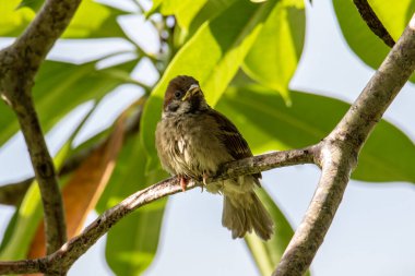 Çayır çınarı bir dalın üzerinde duruyor.