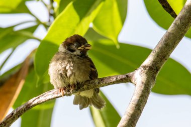 Çayır çınarı bir dalın üzerinde duruyor.