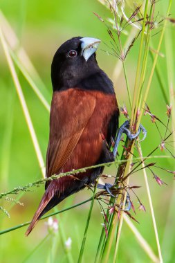 Güzel küçük kuş Chestnut Munia doğayla iç içe otların üzerinde duruyor.