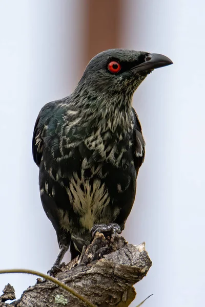 Asiatique Brillant Étourneaux Oiseau Debout Sur Perche — Photo