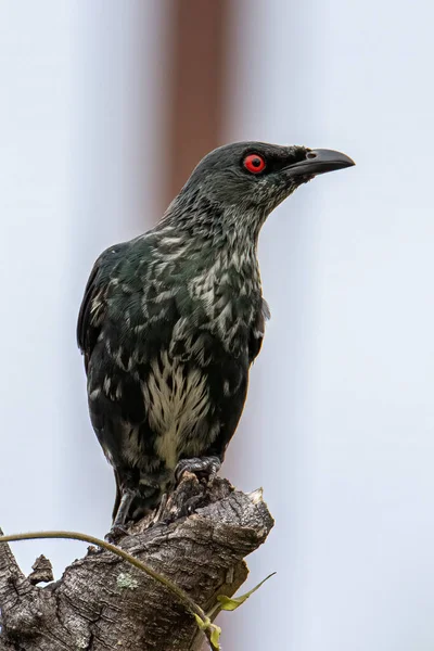 Asiatique Brillant Étourneaux Oiseau Debout Sur Perche — Photo