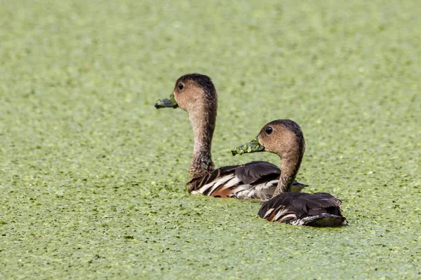 Fauna Selvatica Fischiettando Anatre Agghiacciante Sul Laghetto Alghe Verdi — Foto Stock